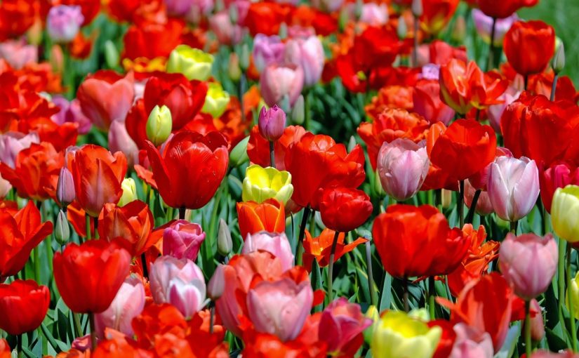 Tulip Time – Road Trip!