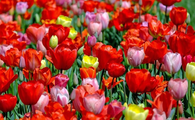 Tulip Time – Road Trip! - Reliefband®