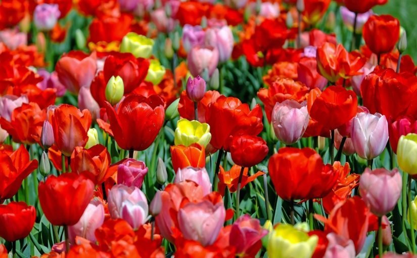 Tulip Time – Road Trip! - Reliefband®